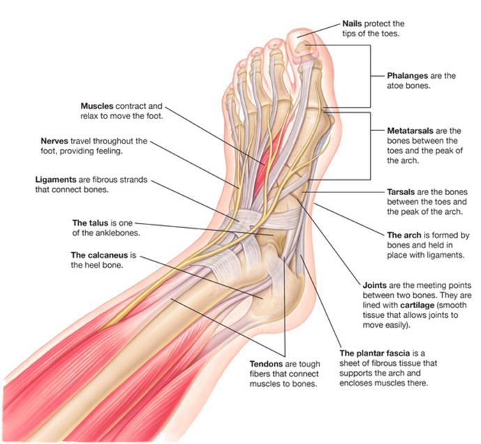 2019 The Year Of The Foot: Get To Know Your Feet